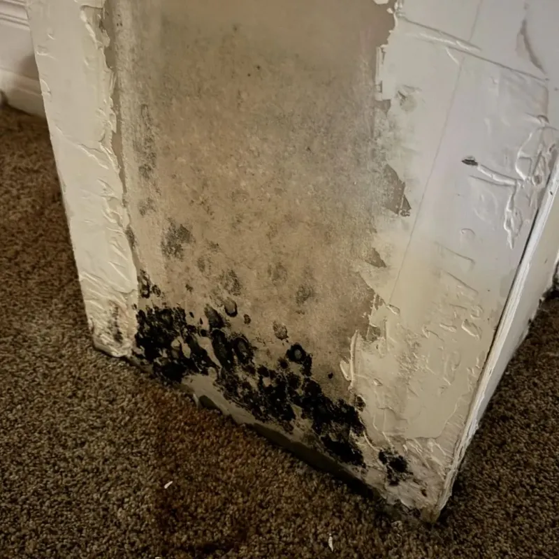 Professional Mold Removal in Southwick, MA